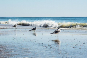 Direct Gulf Views with Deeded Beach Access (#17) - Sleeps 7